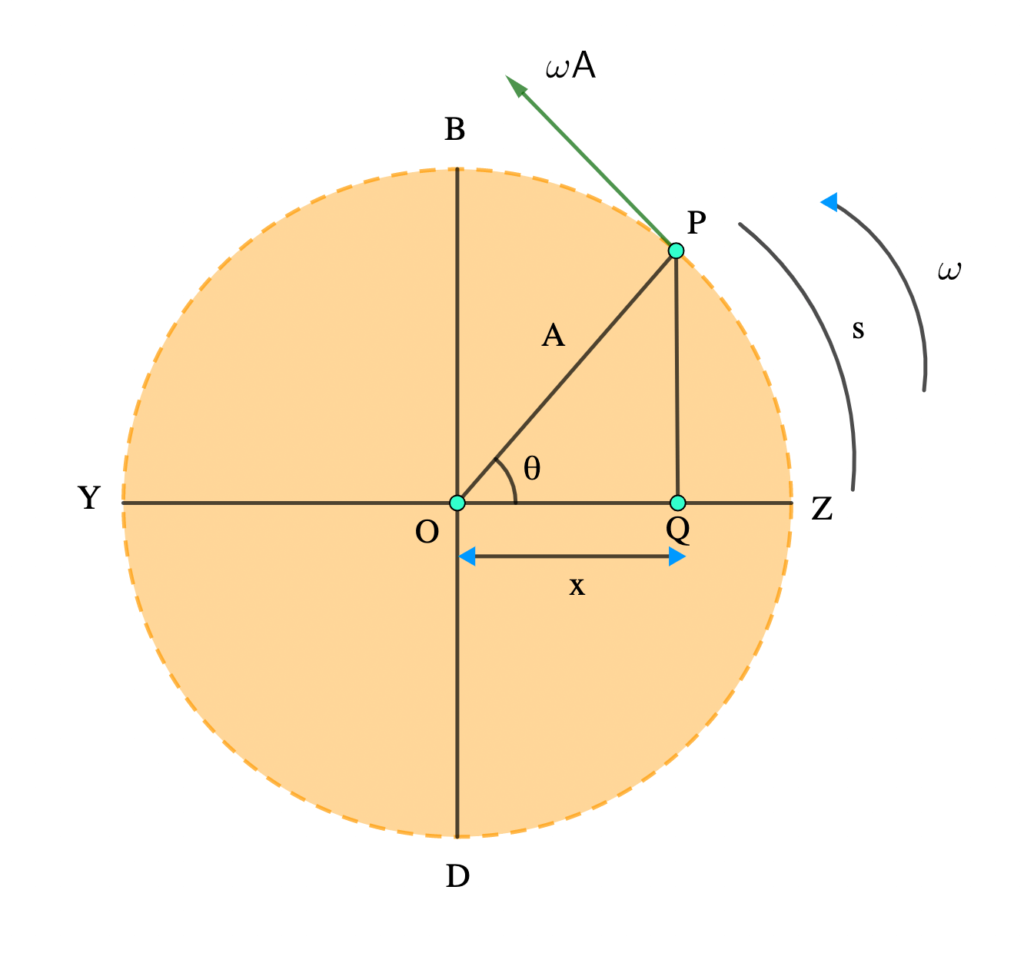 Simple harmonic motion from circular motion