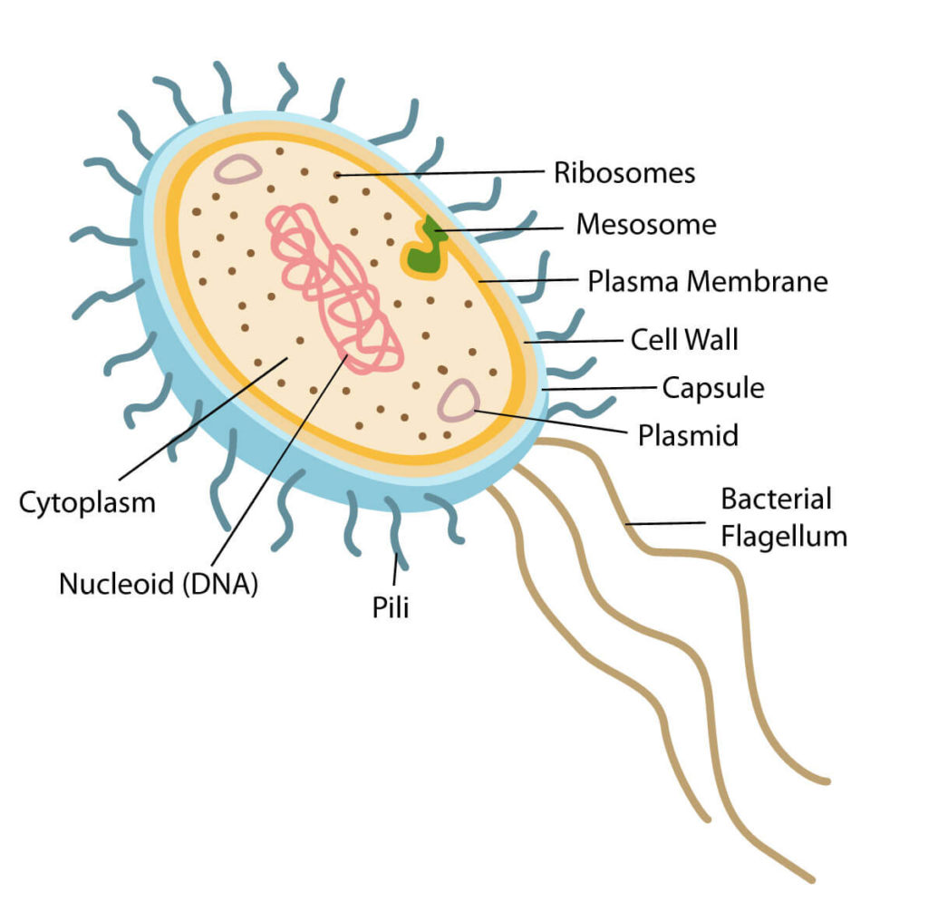 structure of bacteria