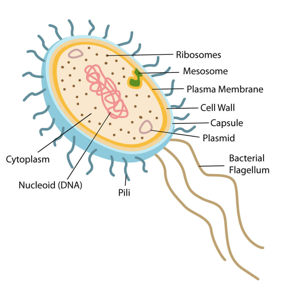 Bacteria structure