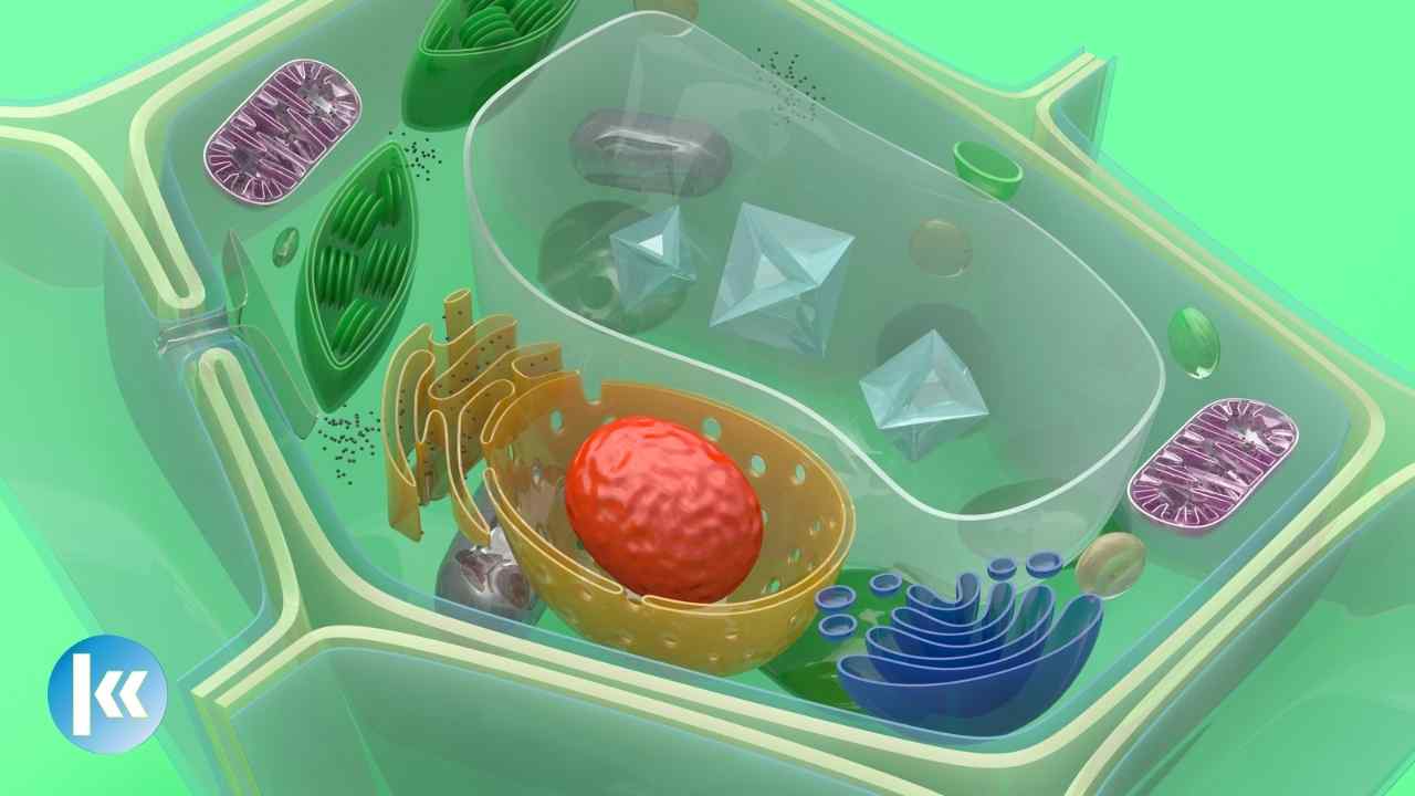 Plant Cell Structure Drag & Drop Quiz