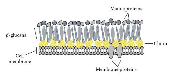 Fungal cell wall components The fungal cell wall contains a cell membrane with various