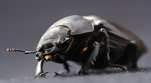 chitin 1 chitin exoskeleton
