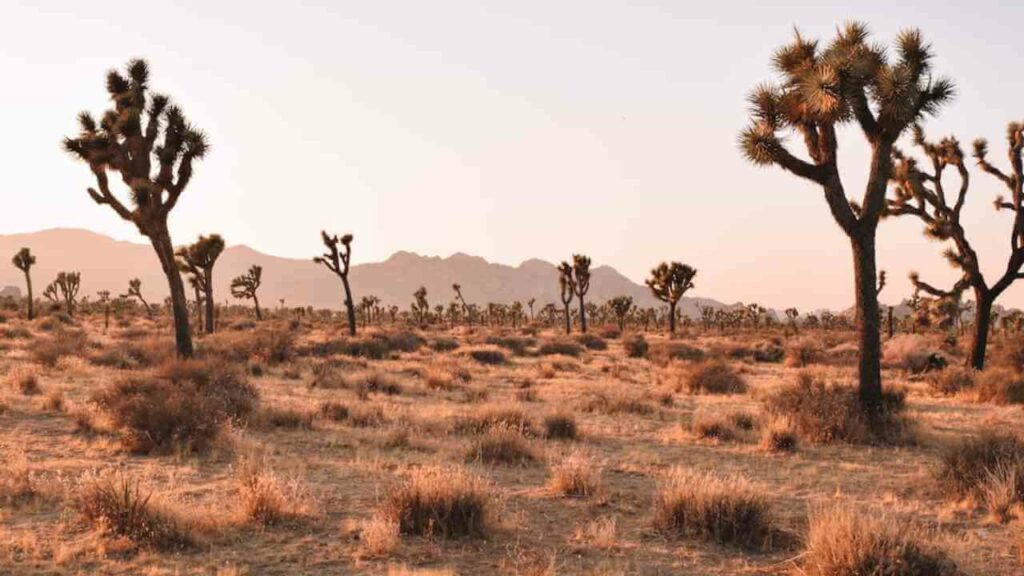 landscape 2 desert landscape