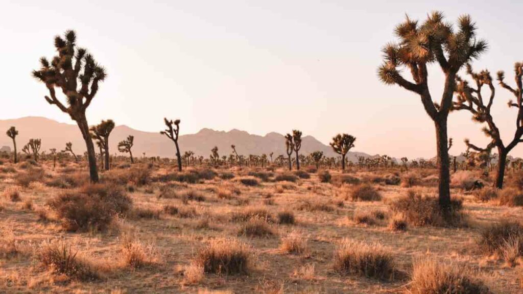 desert landscape