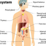 endocrine glands/system