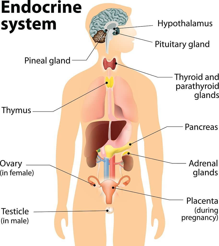 endocrine glands 1 endocrine glands/system