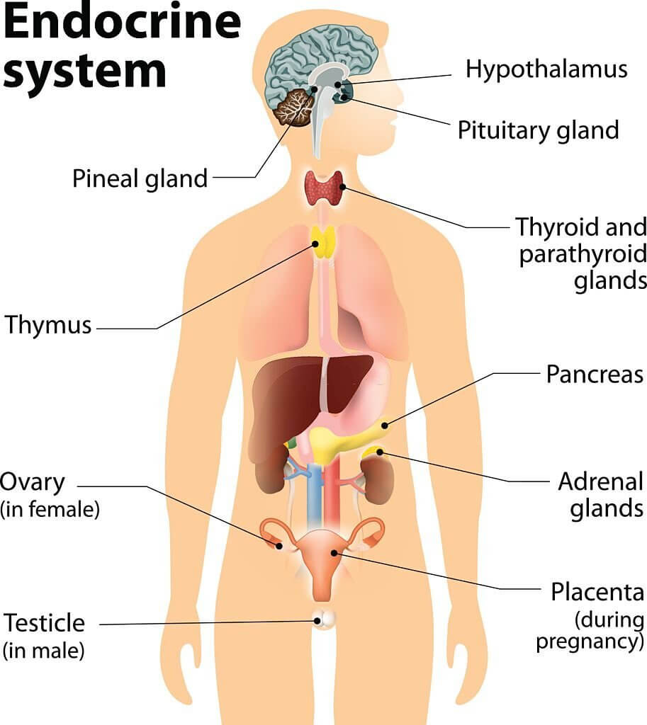 endocrine glands/system