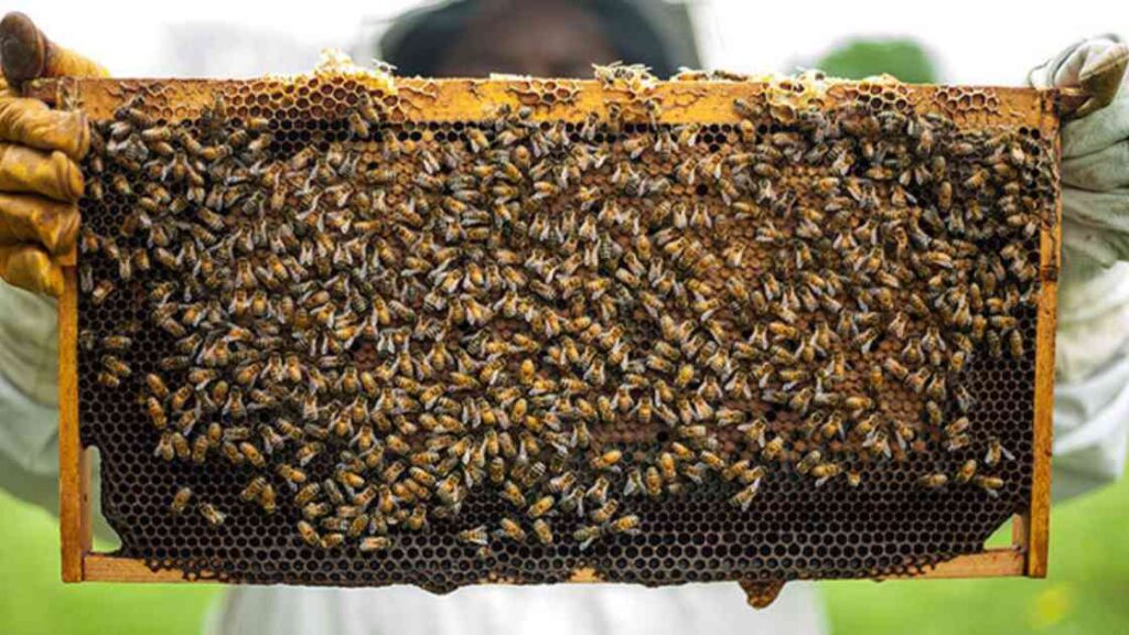 Meaning of Apiculture or Beekeeping 1 apiculture