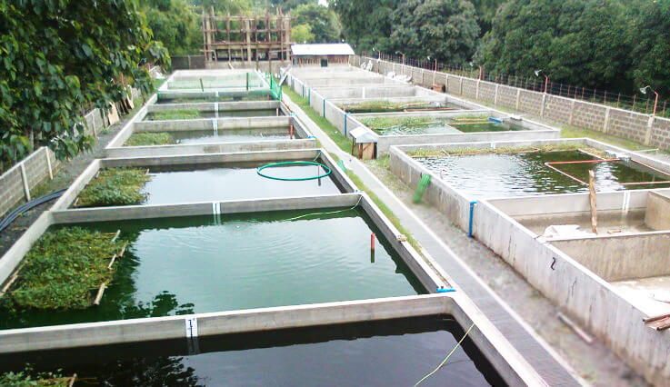Fish Pond (Definition, Types) 1 fish farm