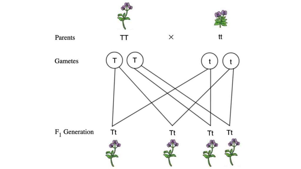 Monohybrid Cross 1 law of segregation 1