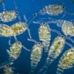 plankton