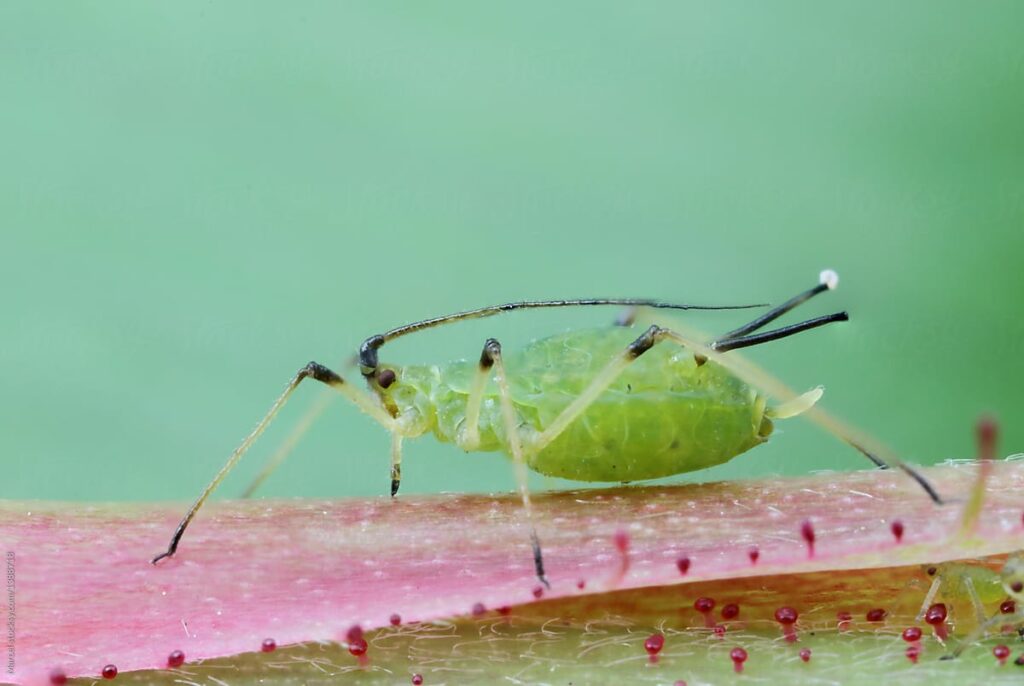 aphid2