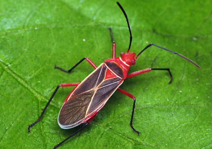 cotton stainer