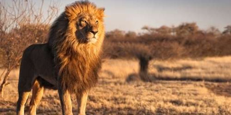 Can you Spot the Animals that are Native to Africa Can you Spot the Animals that are Native to Africa