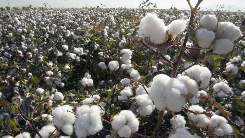 The Life Span or Life Cycle of Crops 1 cotton