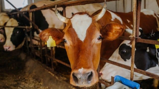 Types of Agricultural Practices in the Localities 1 Pastoral Farming
