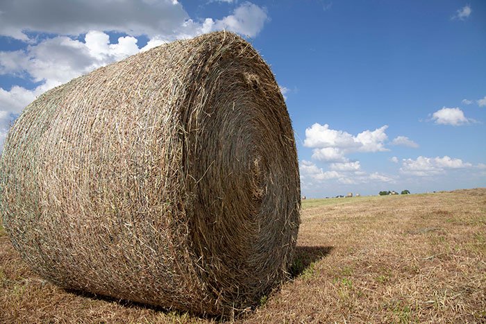 Uses Of Crops | Kofa Study