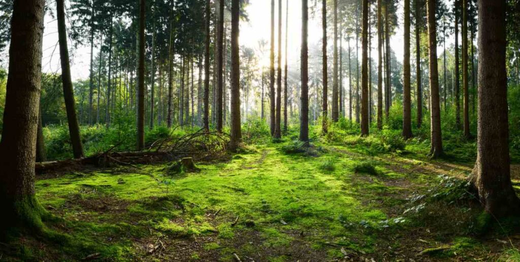 Forest