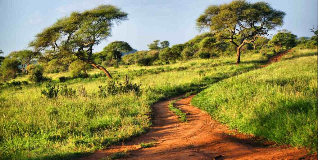 Savanna