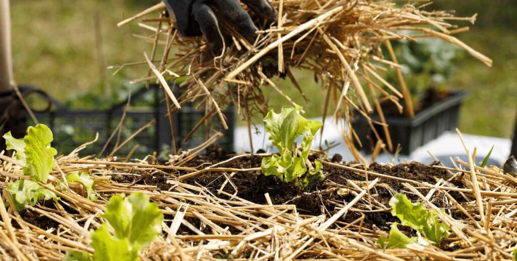 How to Prevent & Control Soil Erosion 1 Mulching