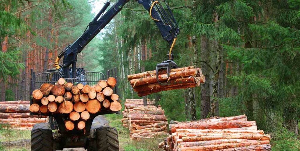 Timber Production