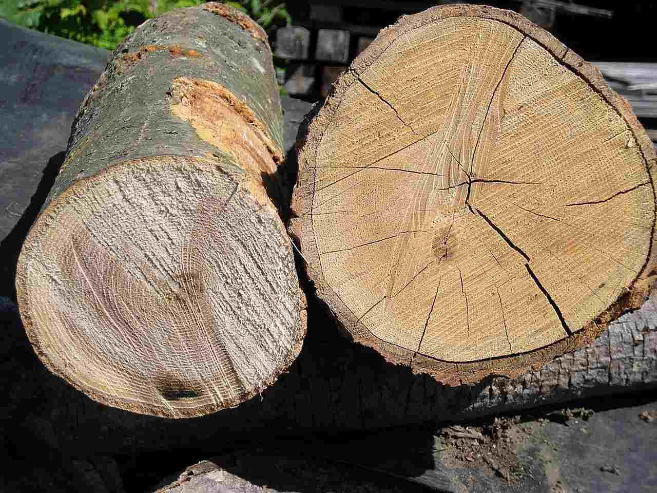 Firewood Def Definition Of Wood | Kofa Study