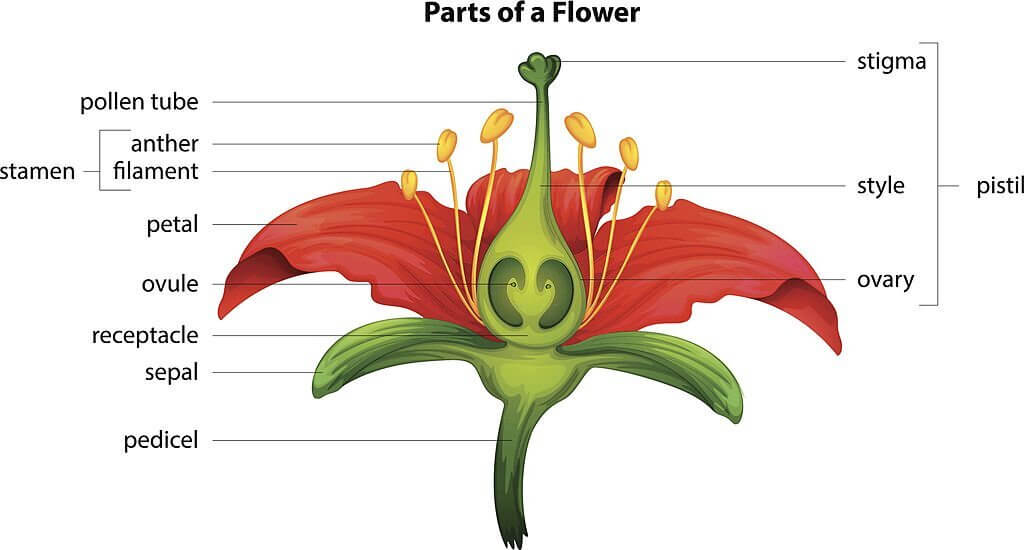 Sexual Propagation | Kofa Study