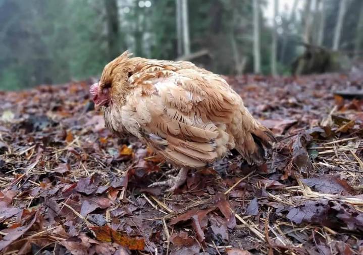 poultry disease