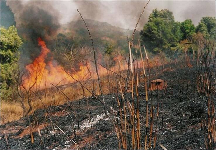 Meaning of Bush Burning 1 Bush-burning