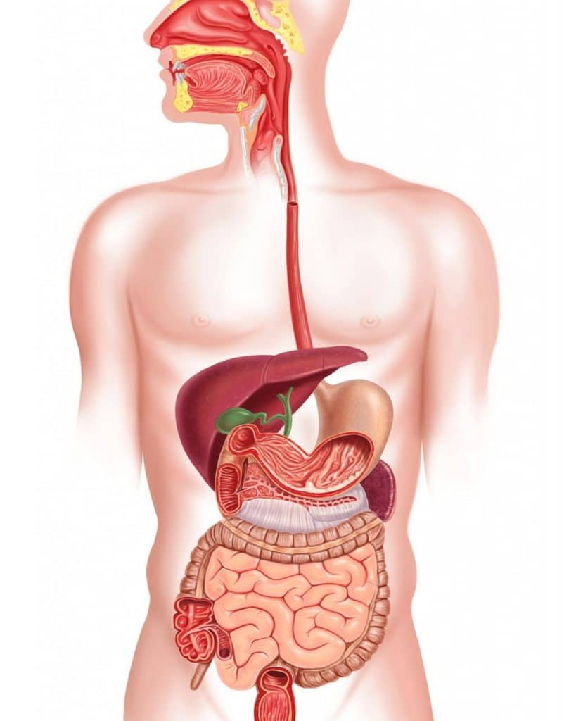 Digestive system