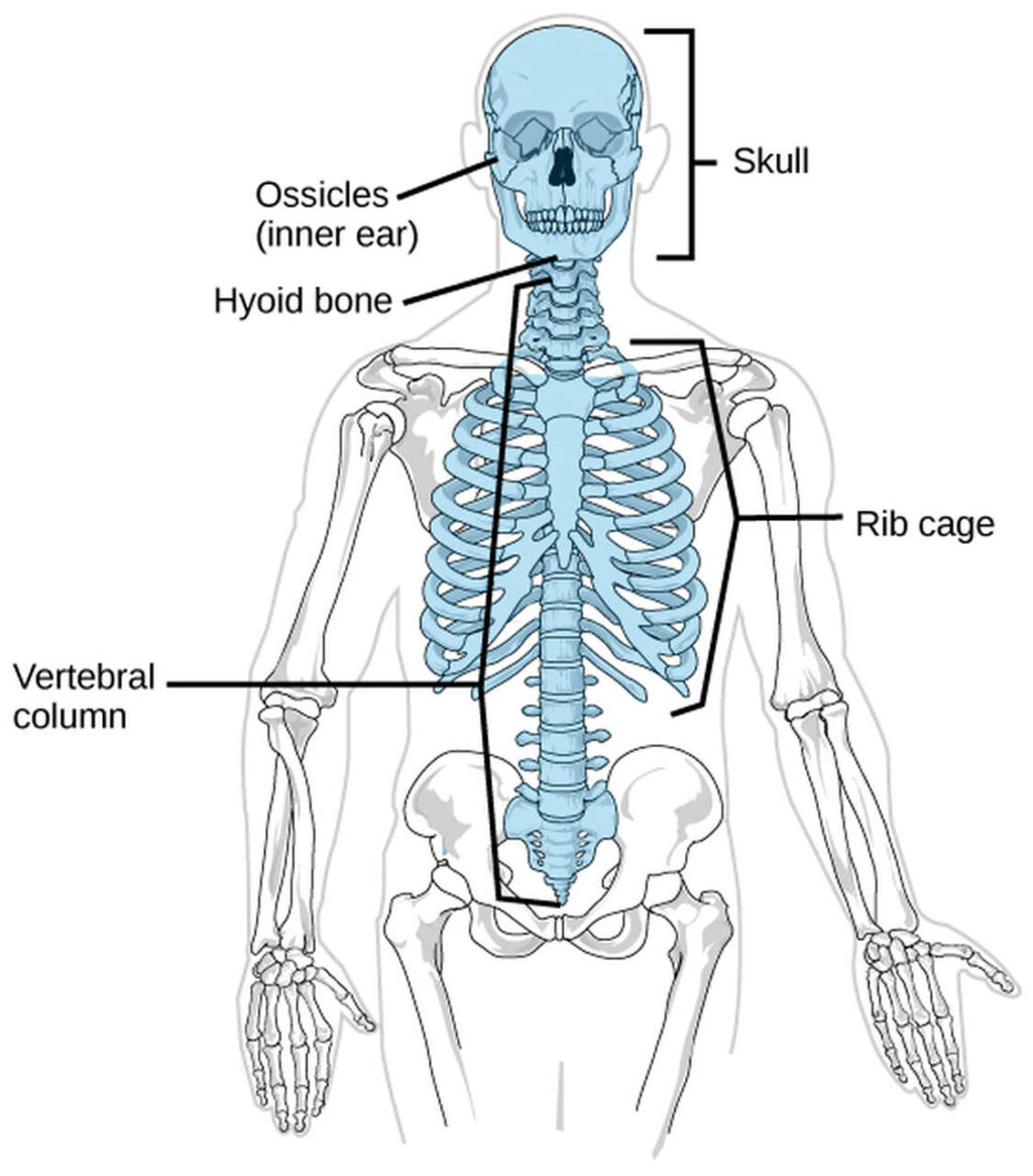 Axial Skeleton | Kofa Study