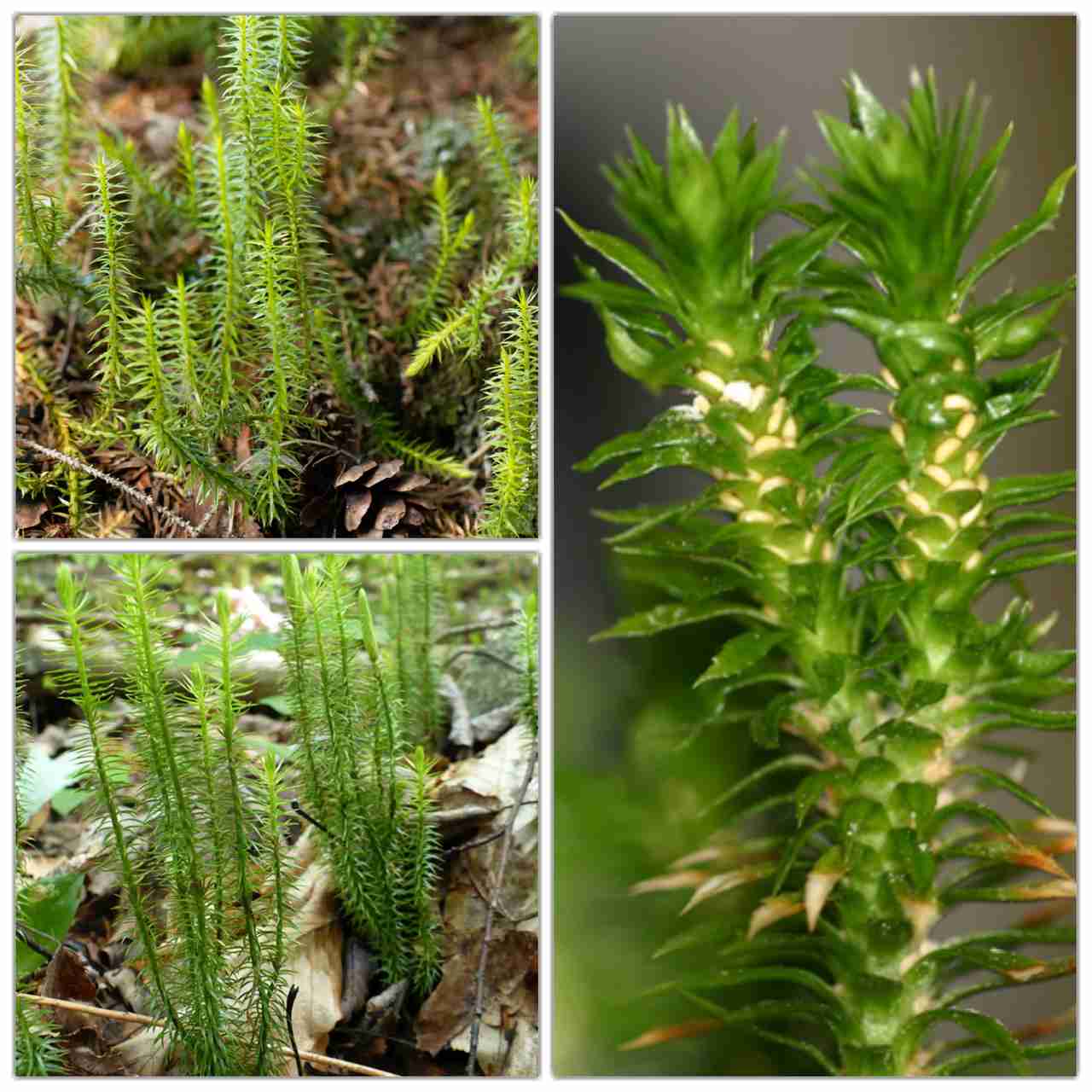 Division Pteridophyta | Kofa Study