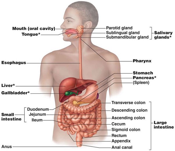 alimentary canal