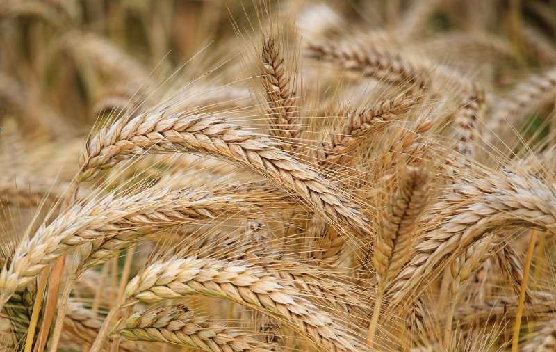 barley