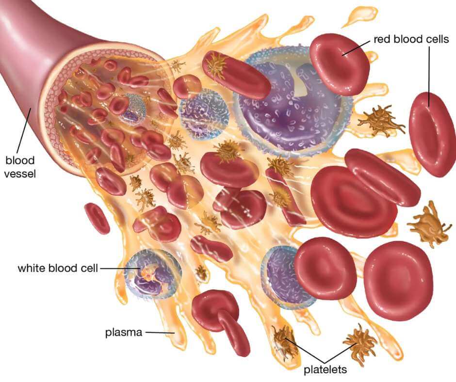 blood components