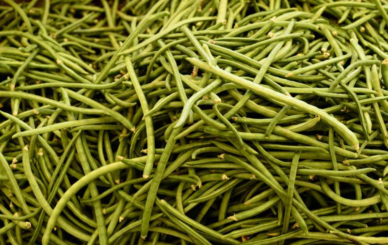 cowpea