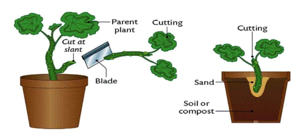 Cutting Example Methods Of Propagating Ornamental Plants | Kofa Study