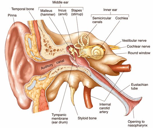 ear