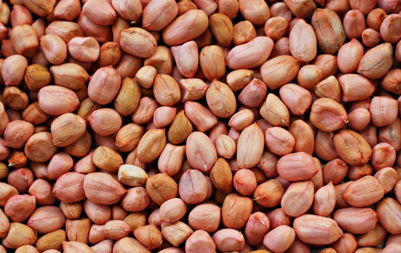 groundnut