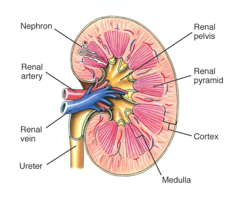 EXCRETORY SYSTEM IN MAMMALS - kidney