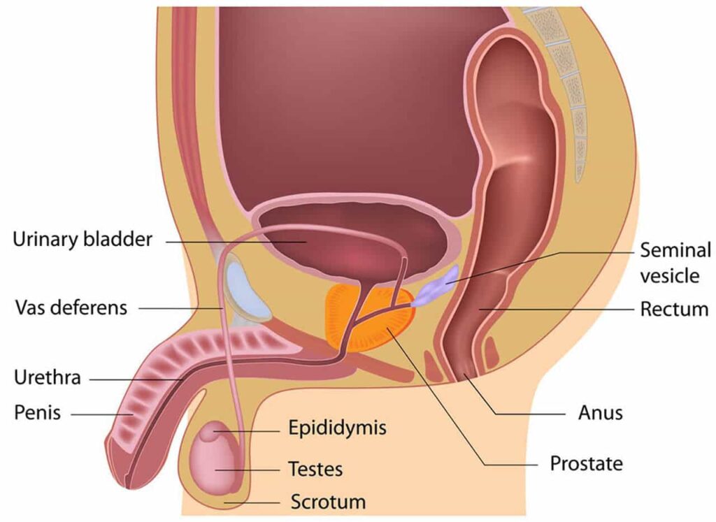 male-reproductive-system_