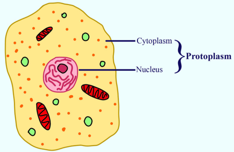 Protoplasm The Cell Structure And Functions | Kofa Study