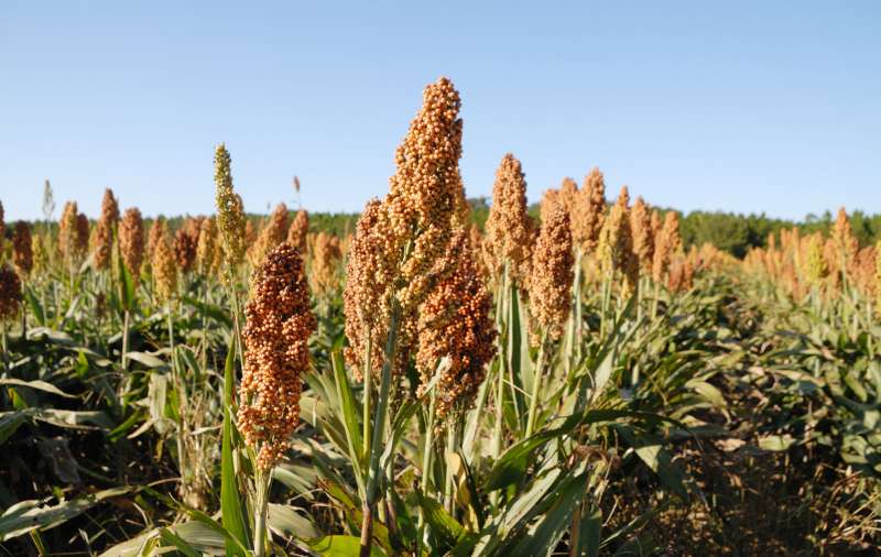 sorghum