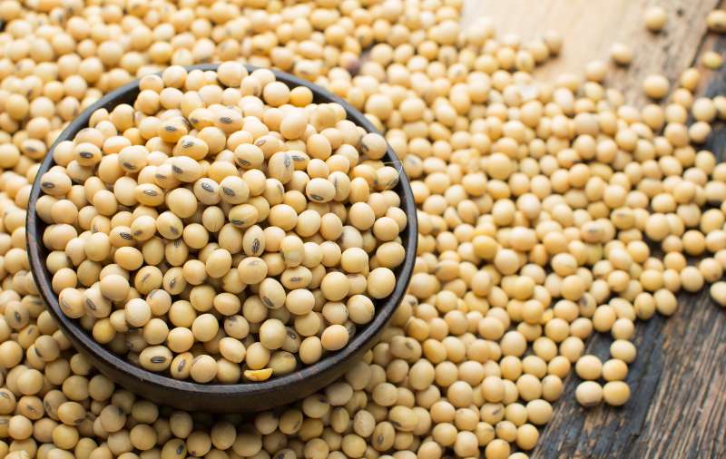 soya bean