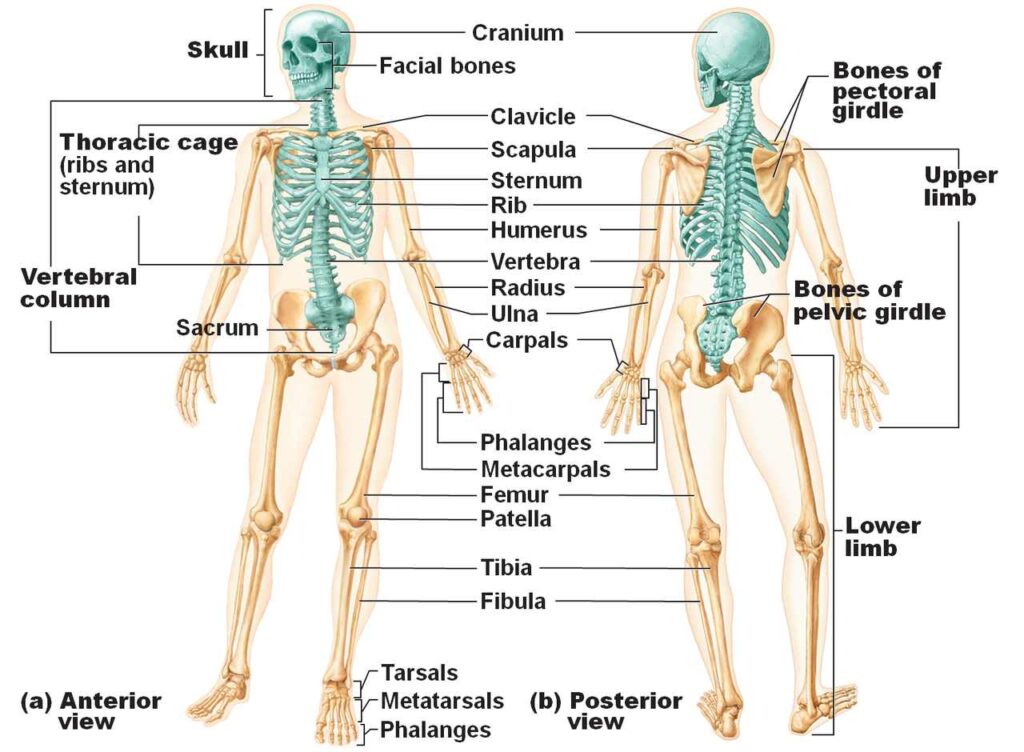 APPENDICULAR SKELETON