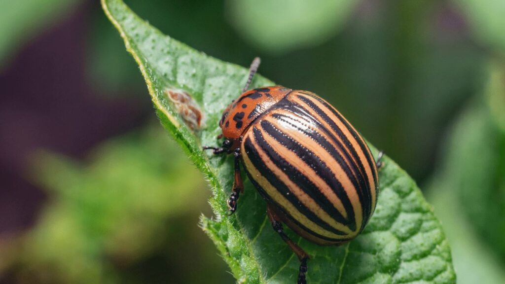crop pests
