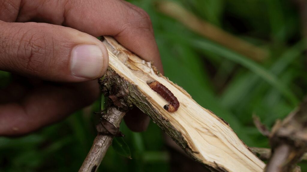  Stem borers