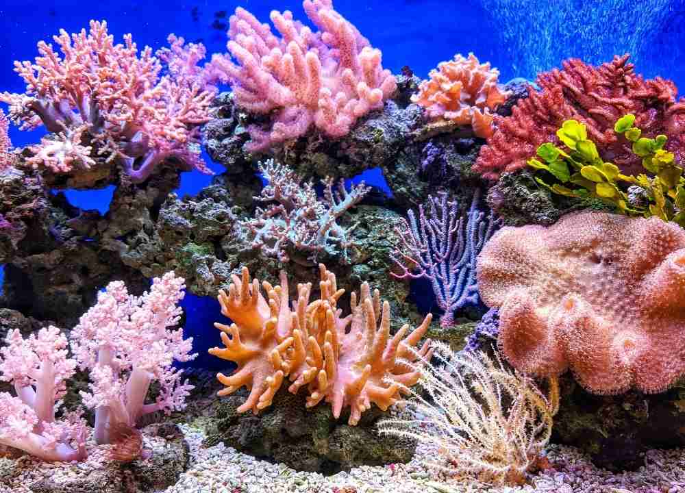 coral reef