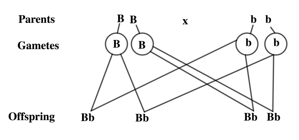 Test Cross Or Back Cross | Kofa Study