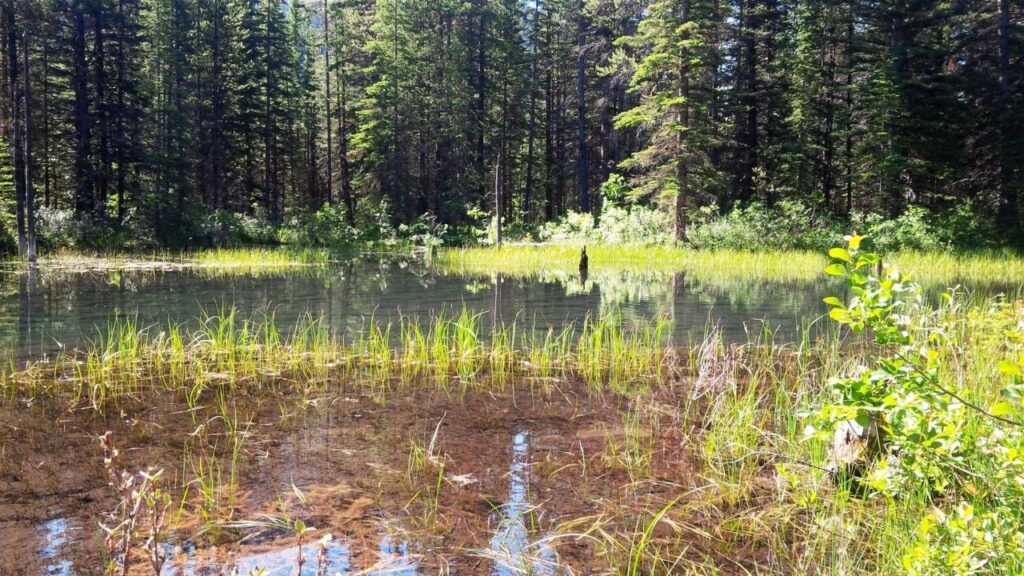 Marsh Habitat 1 marsh
